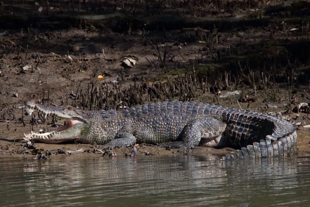 Crocodylus porosus (saltwater crocodile)Image Courtesy: Fishipedia