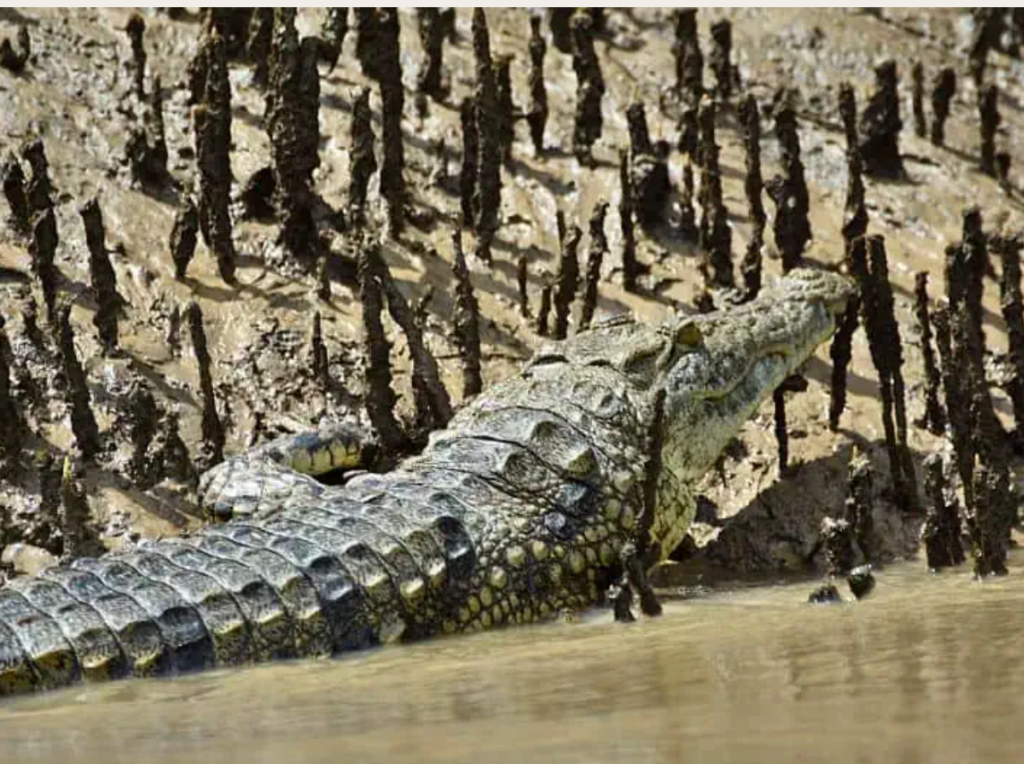Crocodylus niloticusImage Courtesy: African Conservation Foundation 